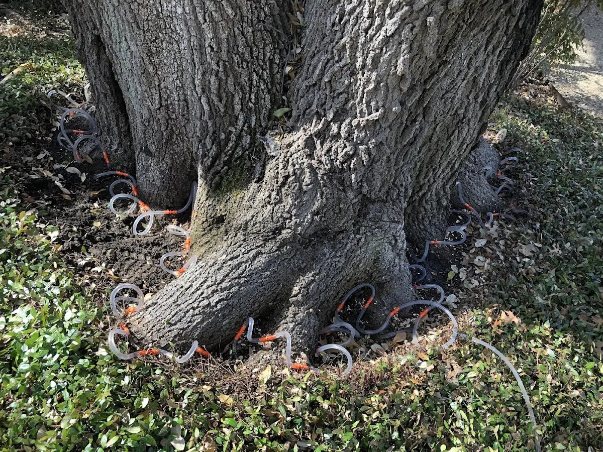 Detailed Tree Cabling and Bracing job site in Frontenac