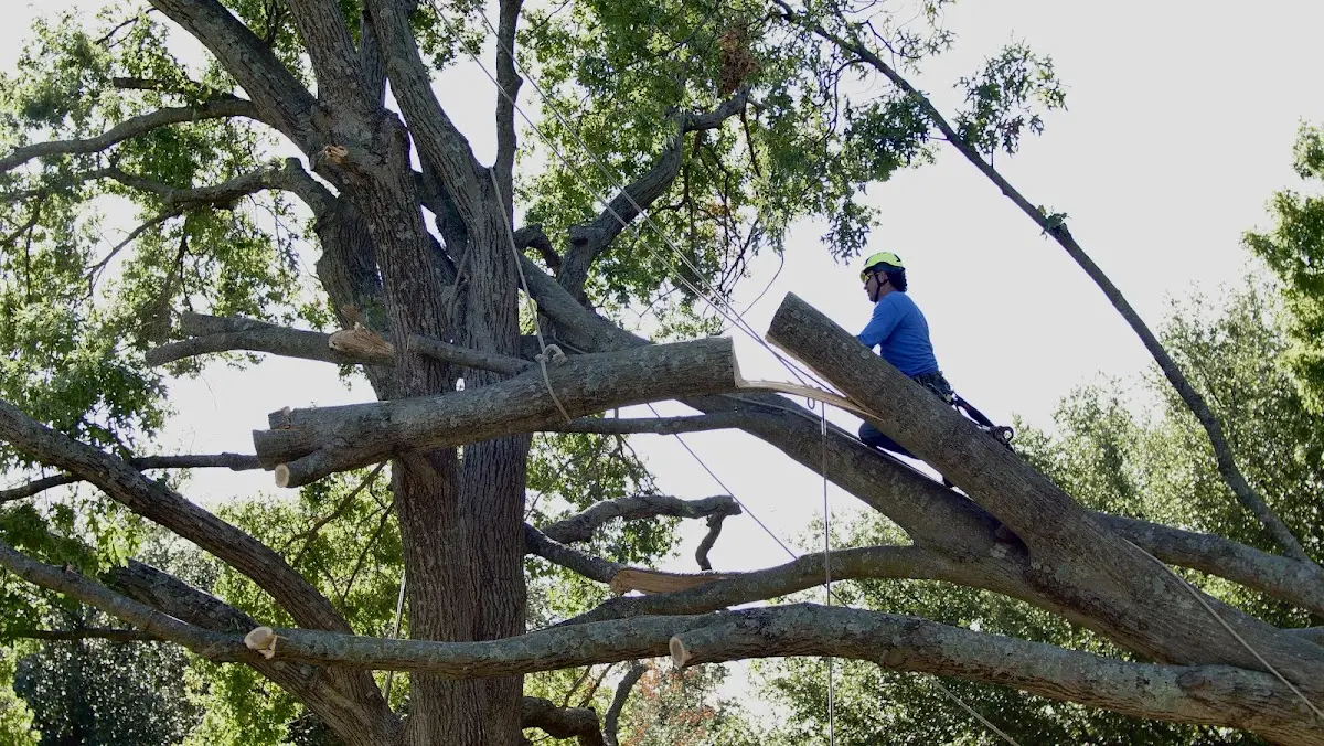 Professional Crown Thinning performed by certified arborists in Frontenac